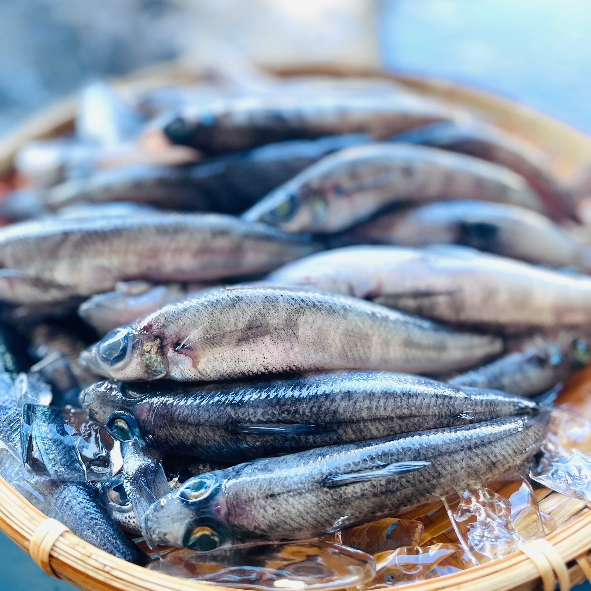 めひかり めひかり開き干物 【✨️ヒルナンデス！で放送されました