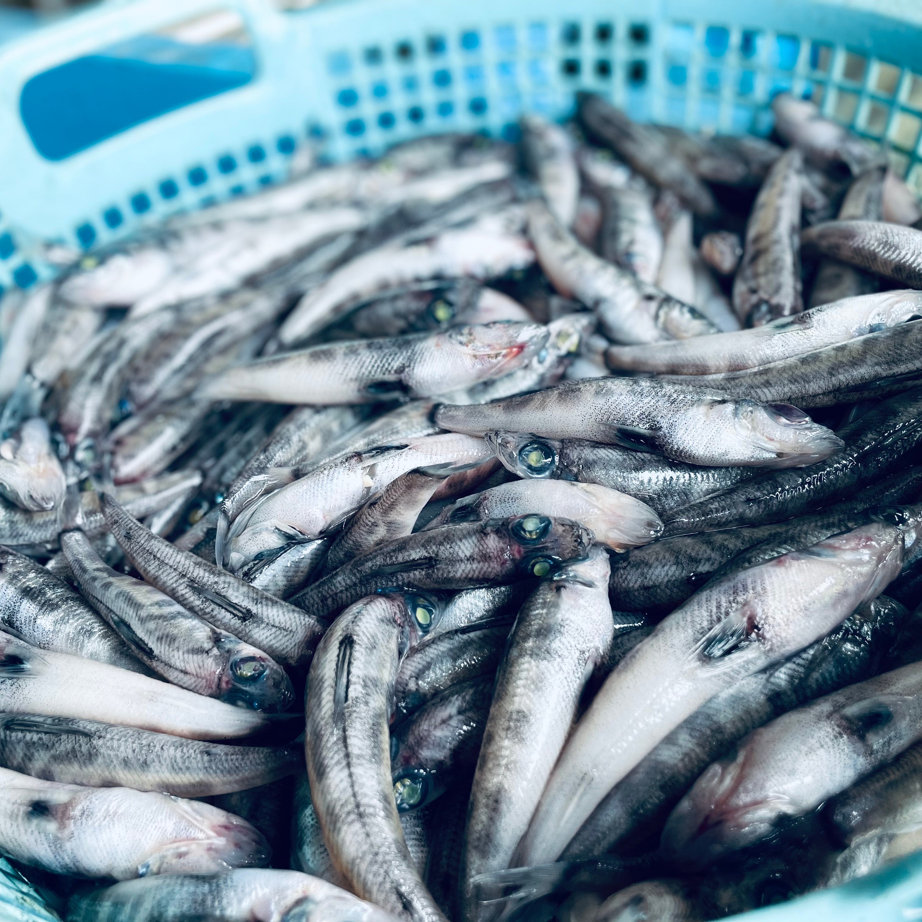 めひかり唐揚げ用 200gパック – こだわりの干物屋 五代目常造