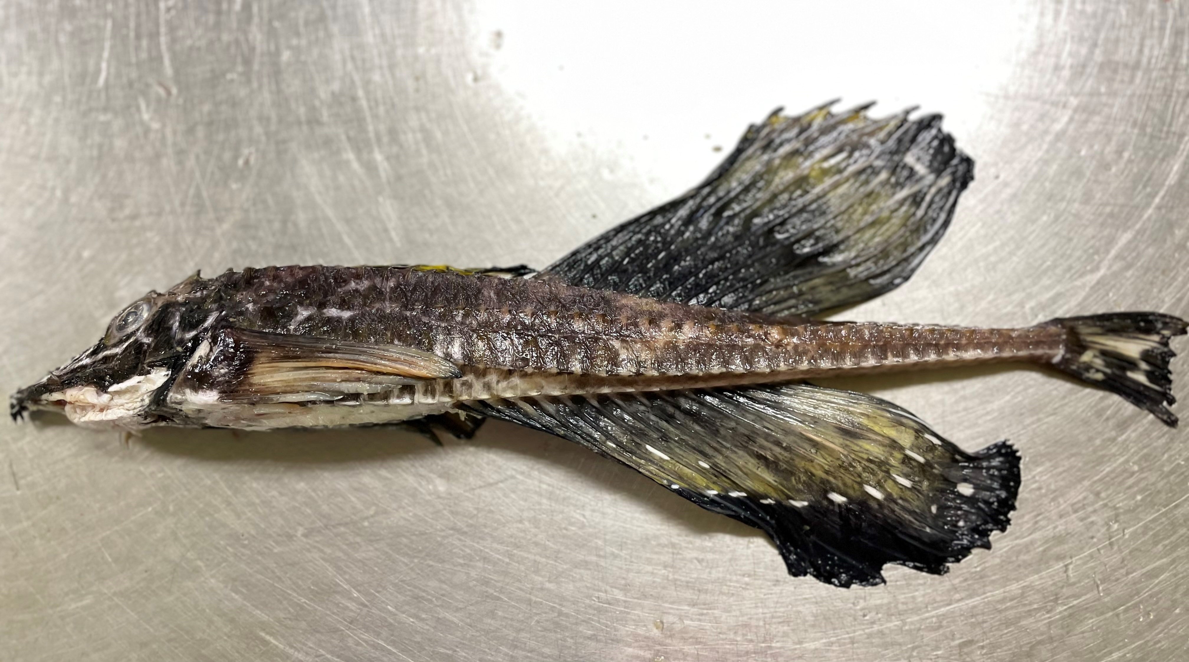 高級魚八角開き 1尾真空※頭なし – こだわりの干物屋 五代目常造