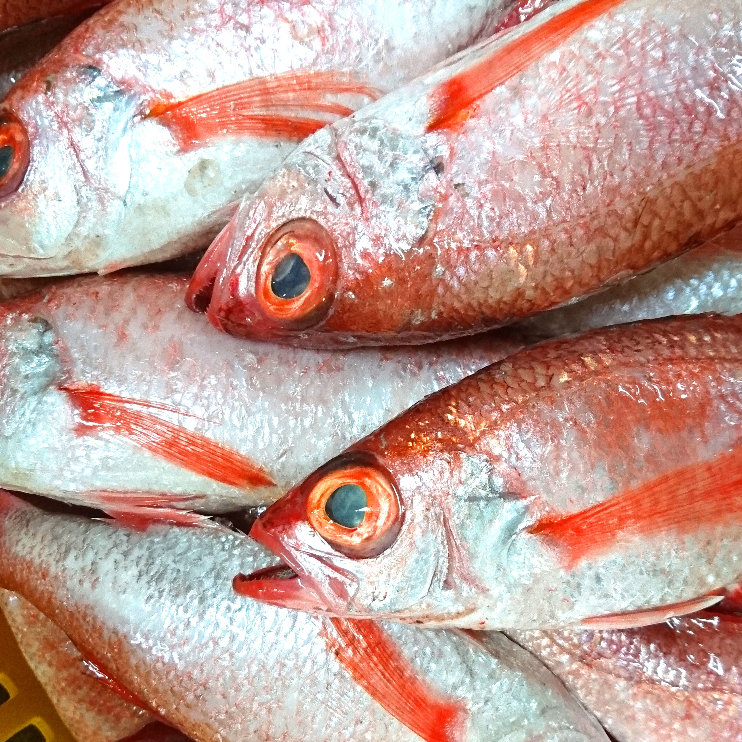 高級魚のどぐろ開き 1枚真空パック – こだわりの干物屋 五代目常造